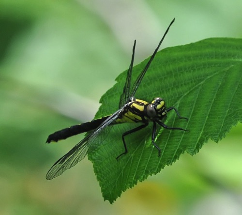 Female
11 June 2017  Randolph, WV